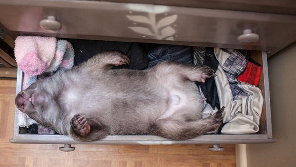 Kenny the baby wombat’s sleeping spot is everything