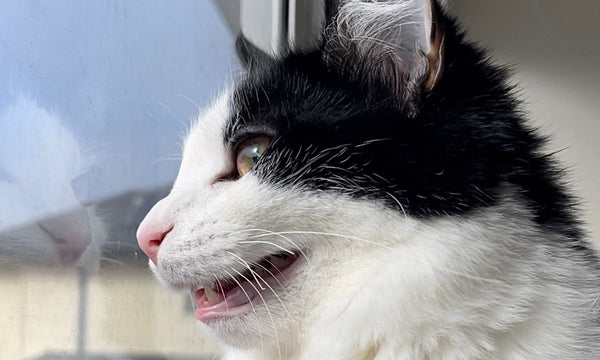 Why do cats chatter at birds 