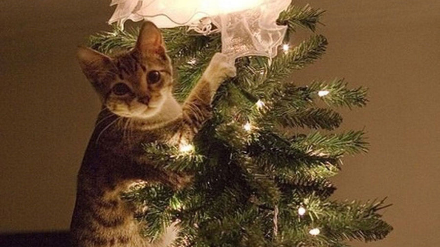 The Christmas take-down is real!
