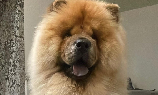 How this Chow temporarily adopted a baby possum