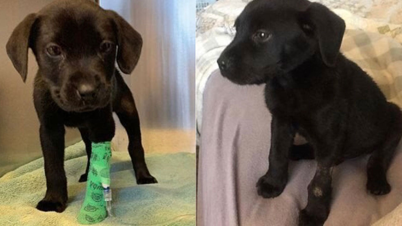 This deaf puppy just found the perfect human to give him a home