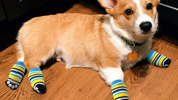 Why pets can’t walk with socks on 😳