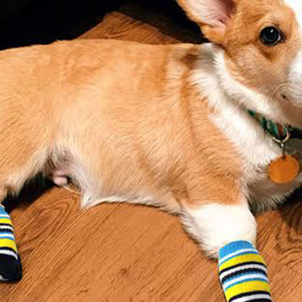 Dog Socks - Why Socks for Dogs