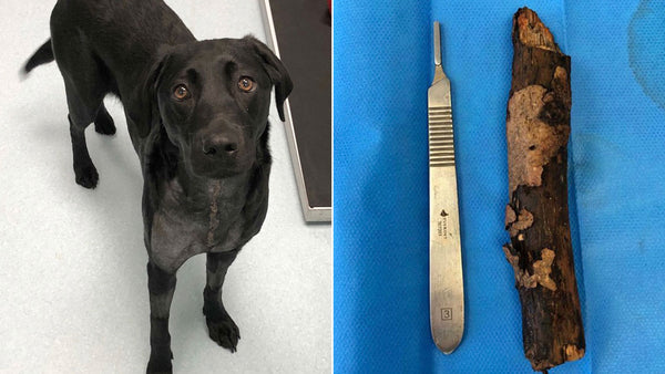 This labs sticky situation might save your dog