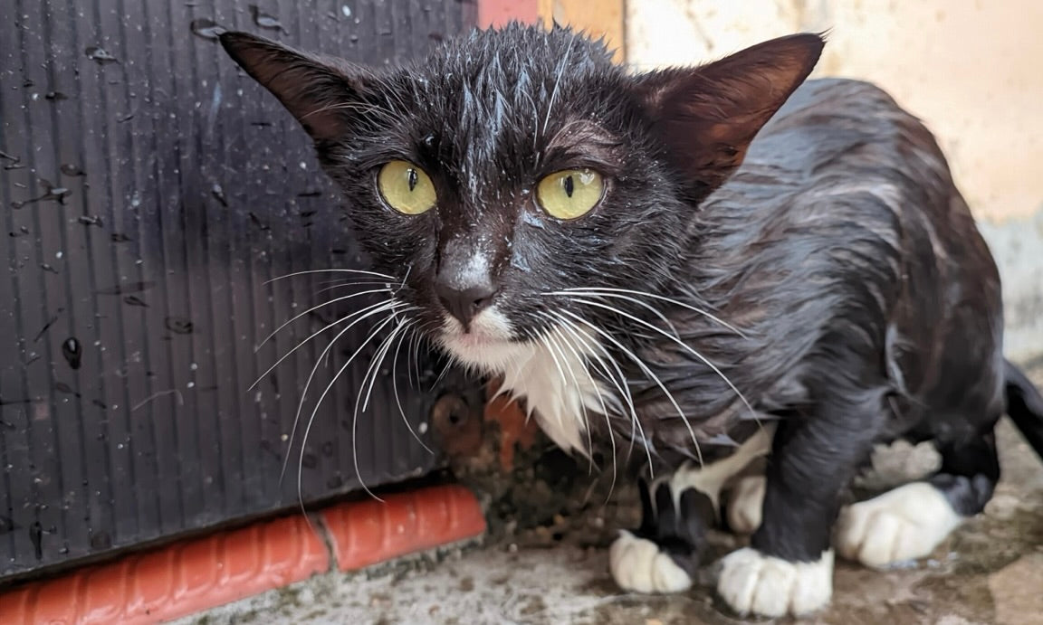 H2...No! Why cats really hate getting wet