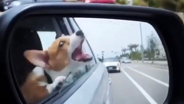 Why dogs drool over the car window