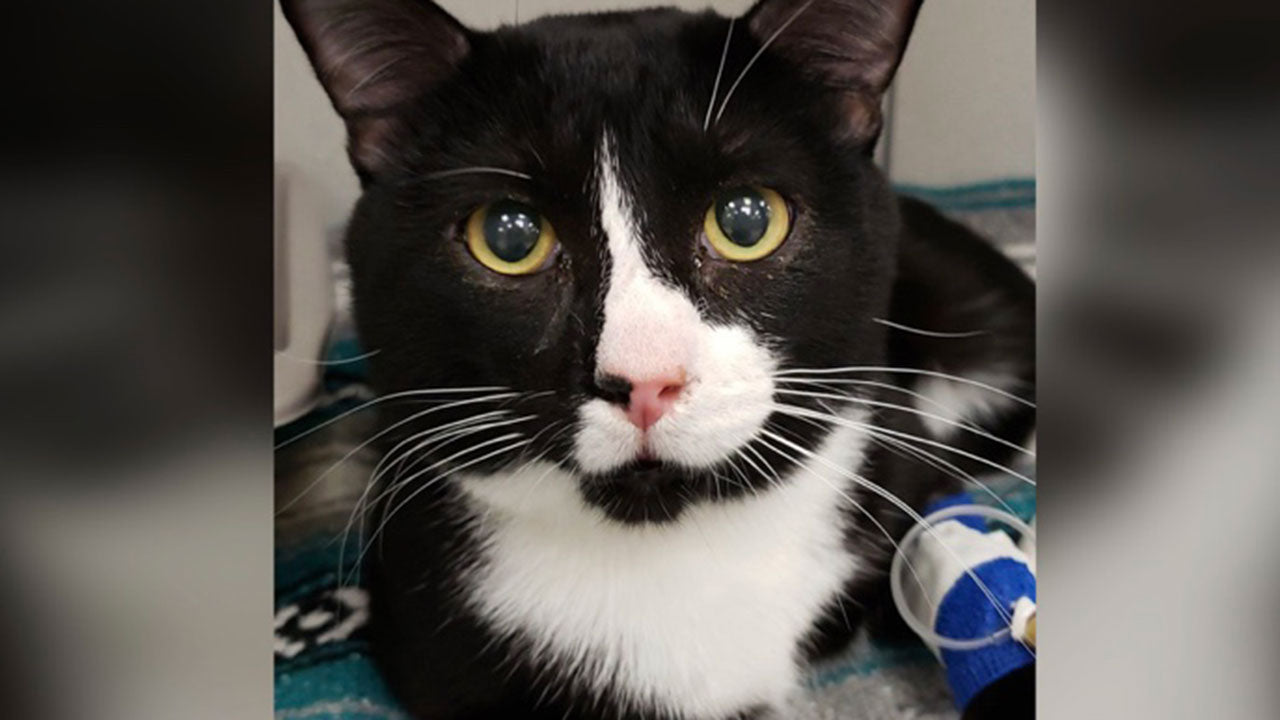 Felix’s near fatal mistake might save your little mate’s life