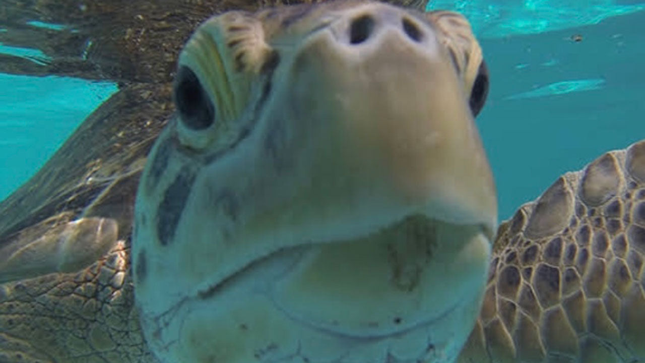 Injured turtles are seeking ‘support’ from bras