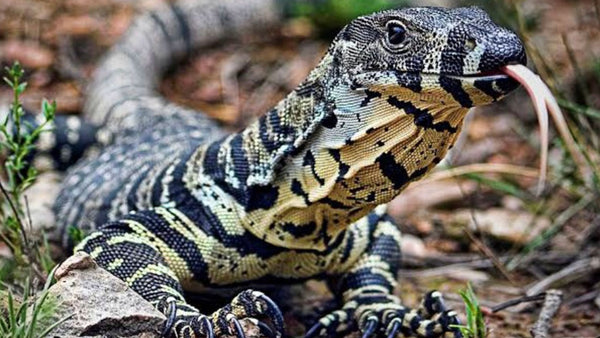 Why this goanna attacked a couple and their dog