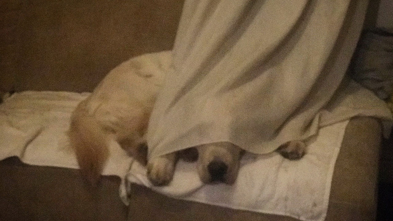 This retriever pup really nailed this game of hide and seek