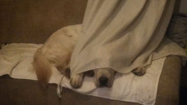This retriever pup really nailed this game of hide and seek