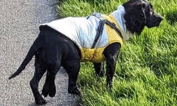 How life turned around for this six legged puppy