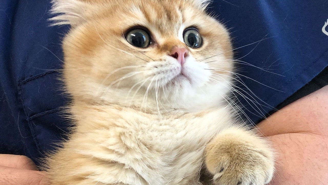 How to know if your pet really likes your vet