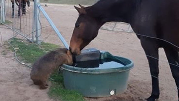 Why a wombat and a horse are sharing a drink