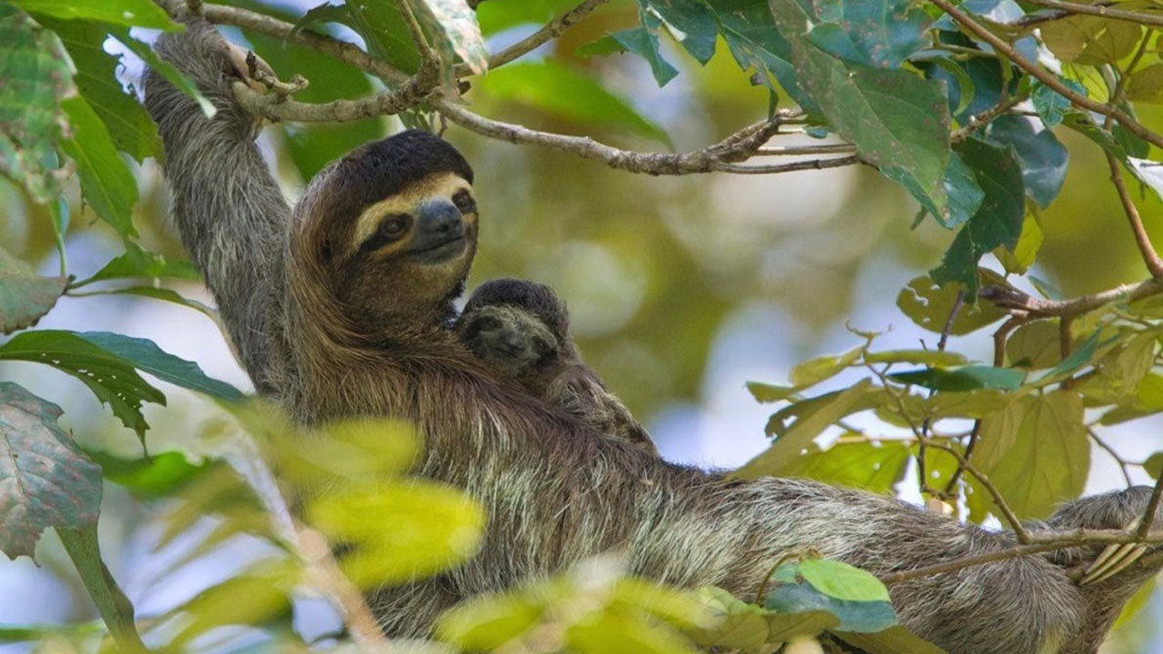 A sloth giving birth is breathtaking! 🦥😳