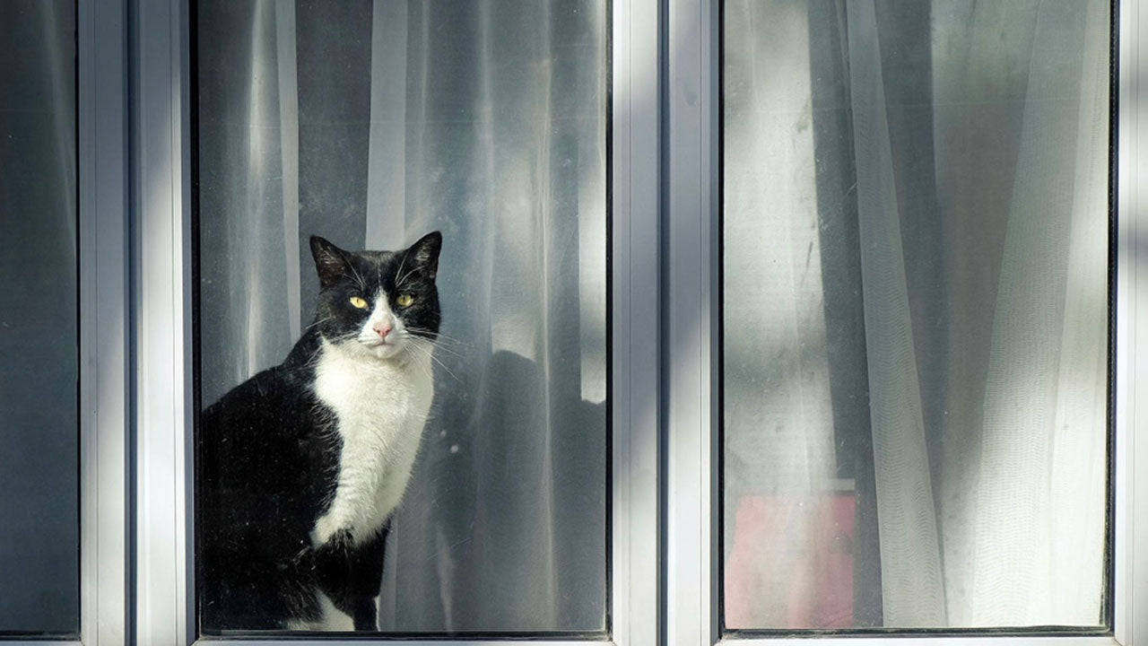 How this cat brought a community together