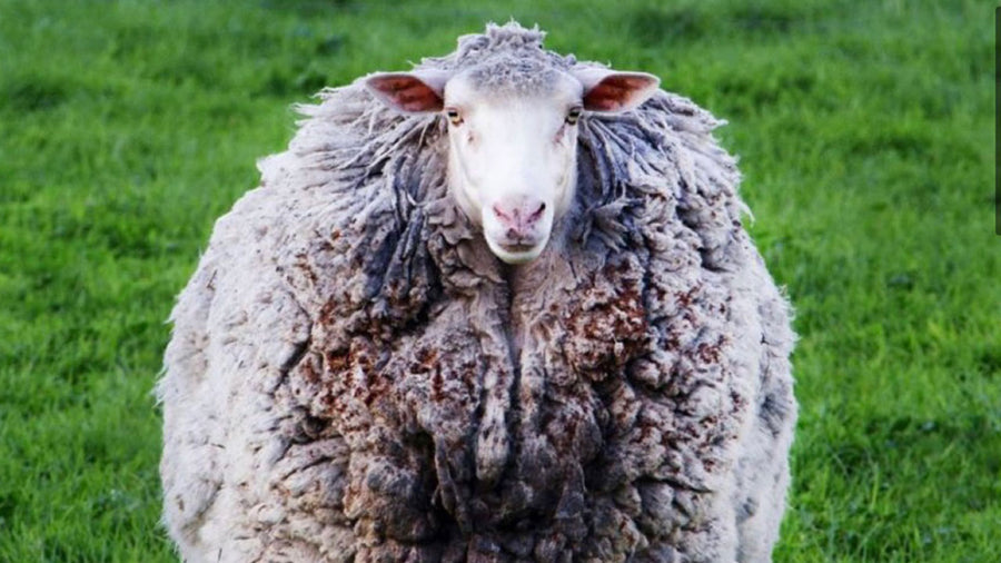 Prickles the sheep is a self-isolation expert