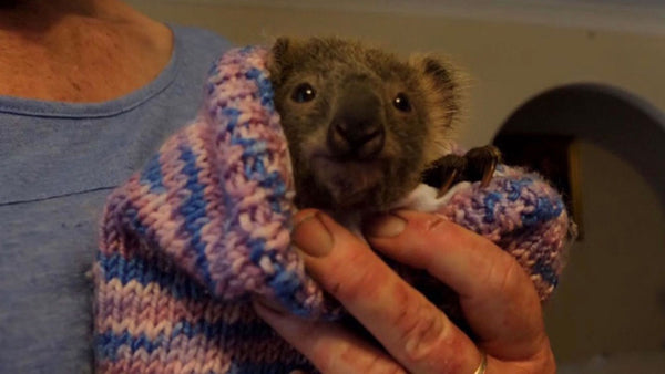 Haze the baby koala was saved by her mother’s pouch