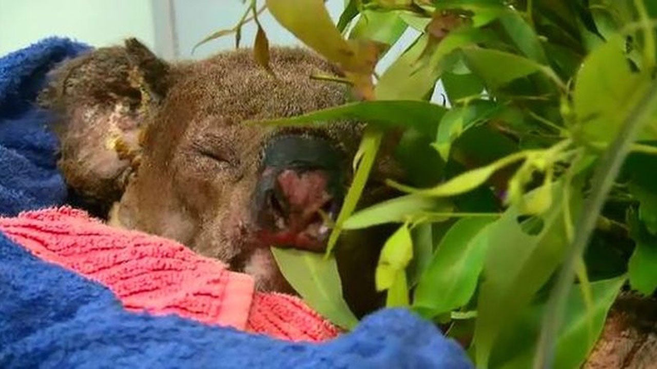 The sad news coming out of Port Macquarie