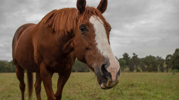 Why Macy the adopted ex-racehorse is buzzing