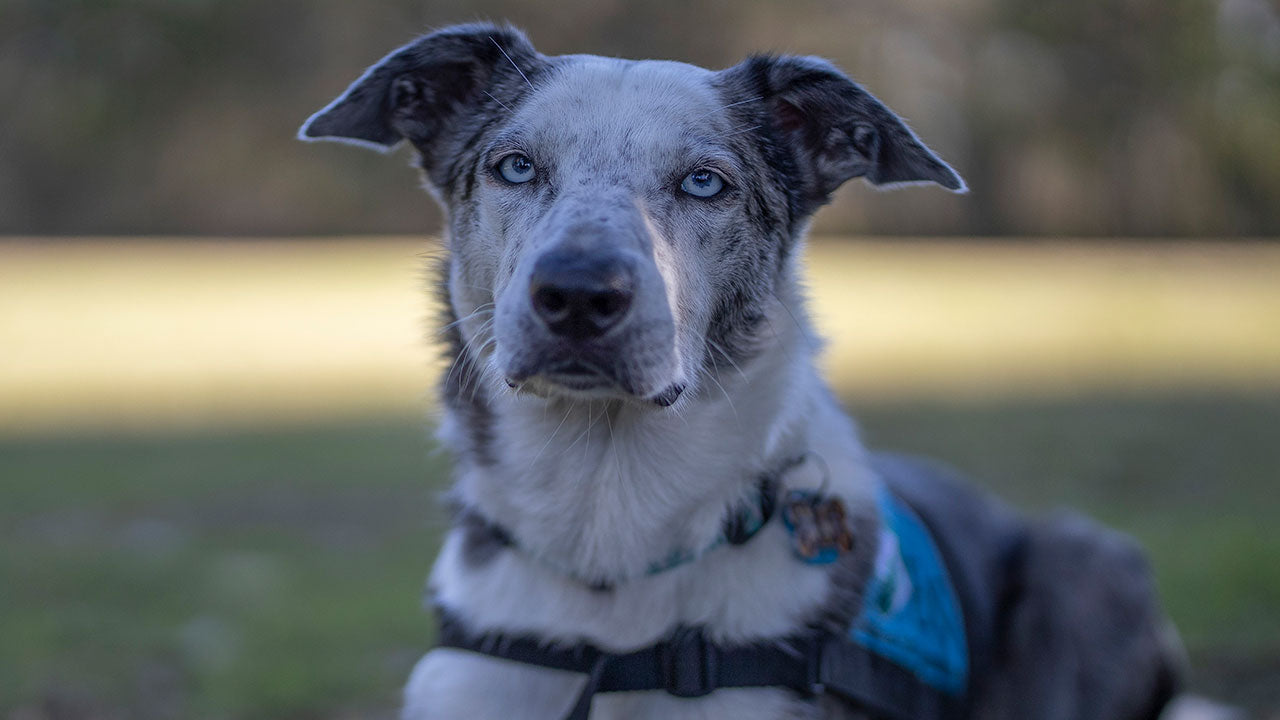 For Bear, saving koala lives isn’t that remarkable