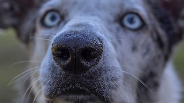Why dogs and cats really have wet noses