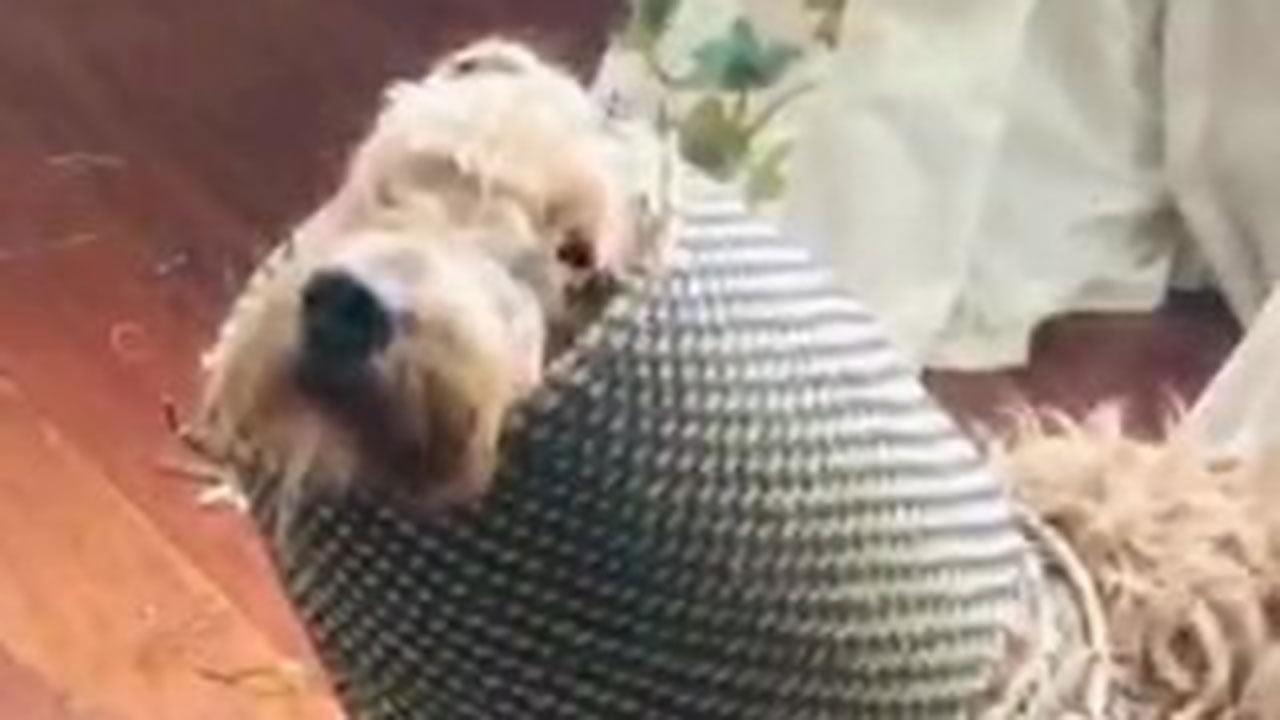 This dog still insists he didn’t do it