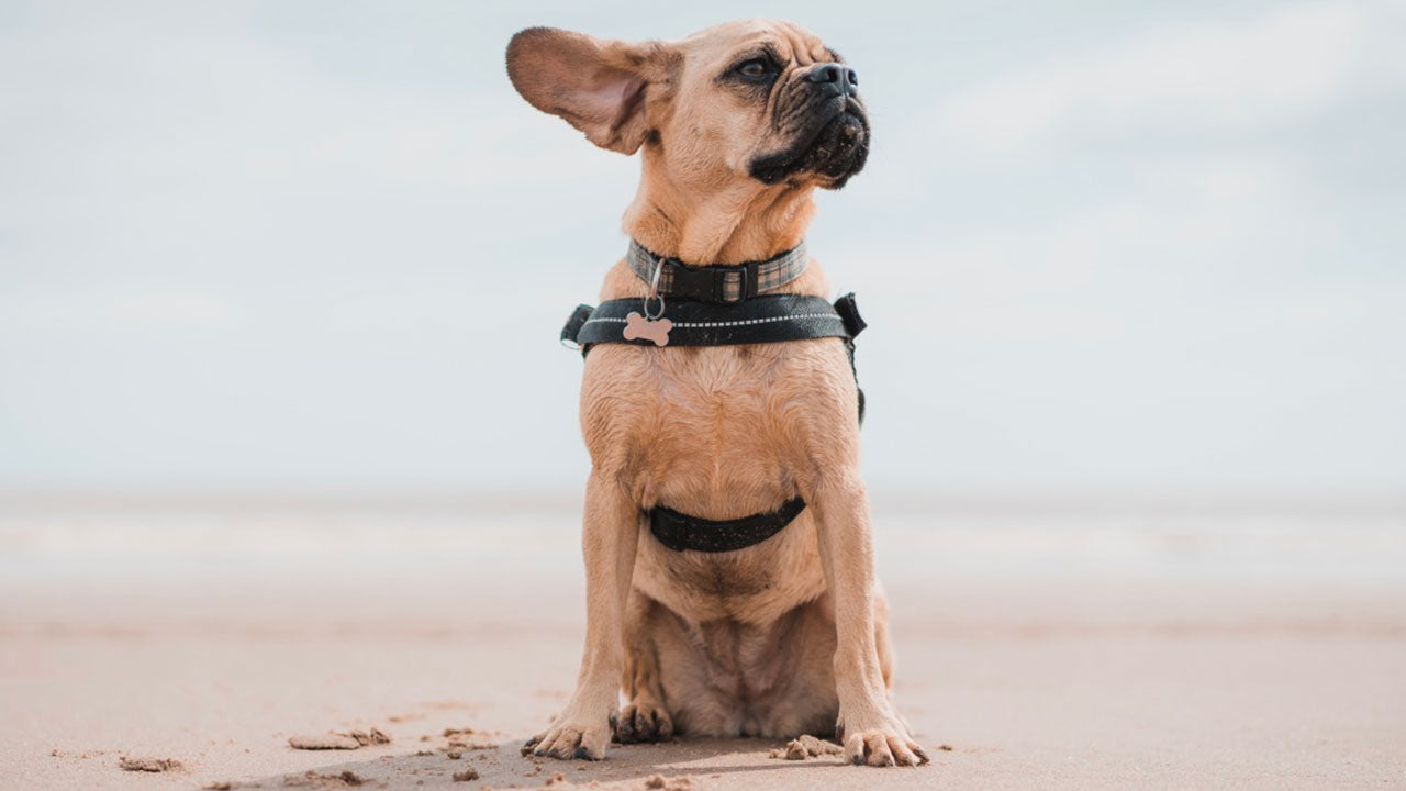 Is your pet a stable genius?!