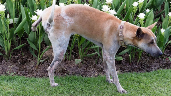 Why so many female dogs cock their legs!