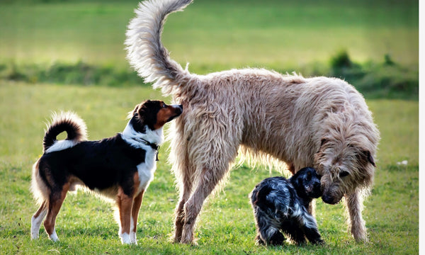 Why dogs sniff each other's butts...