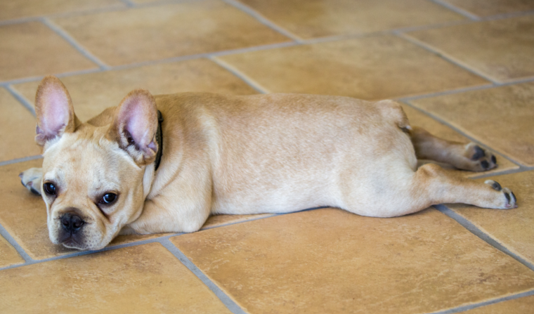 Why dogs do THAT leg-spread