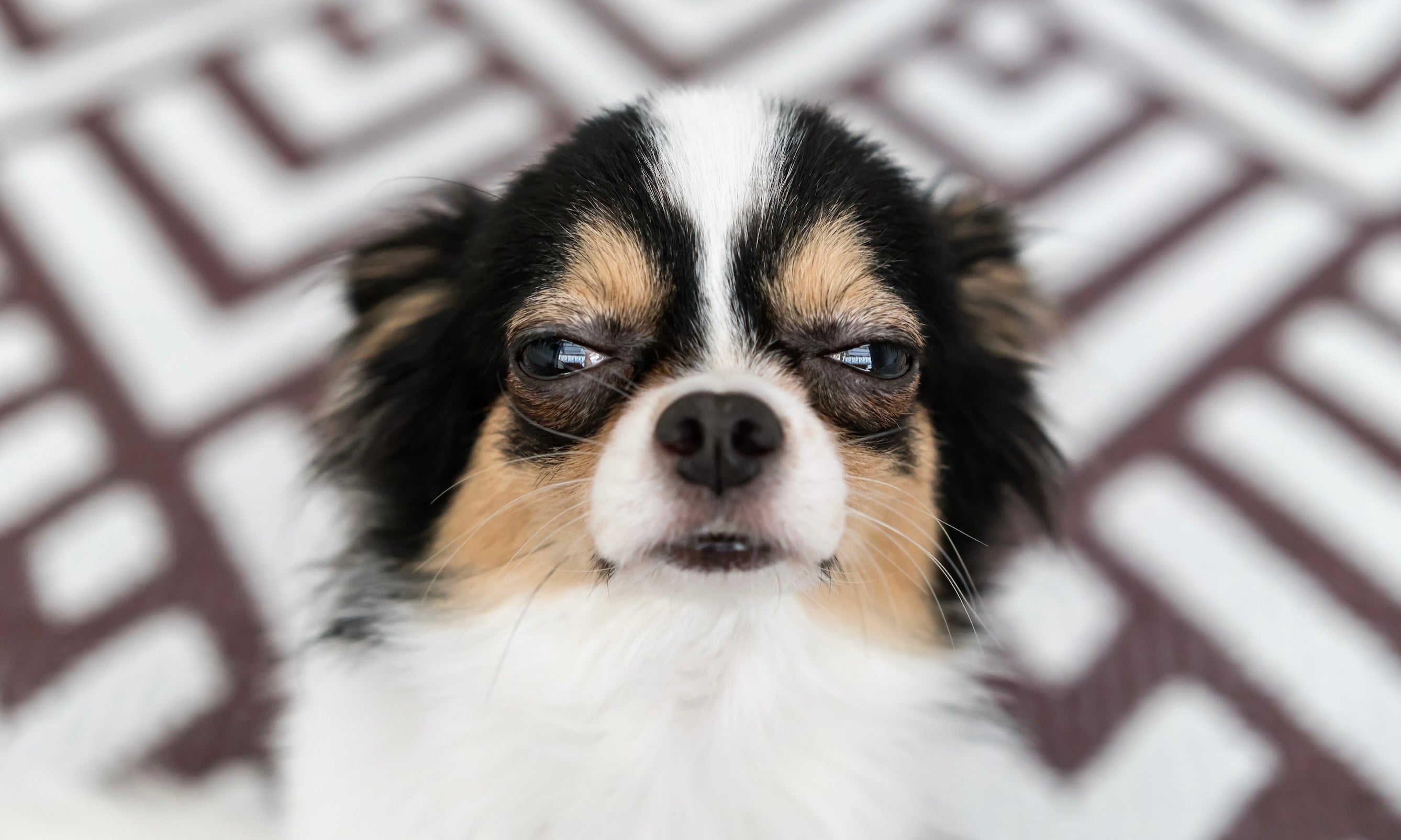 The top 5 most stressful sounds for a dog...explained!