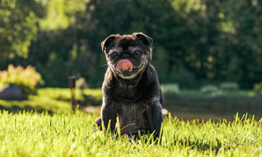 Stopping foot licking with the 2 minute hack