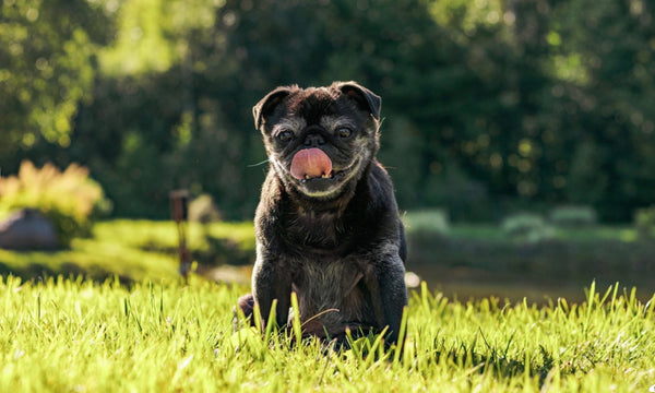 Stopping foot licking with the 2 minute hack