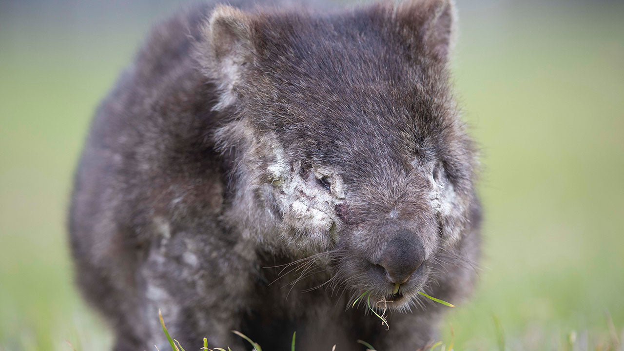 Why the wombat needs our help right now
