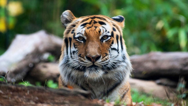 How a tiger tested positive for Covid-19