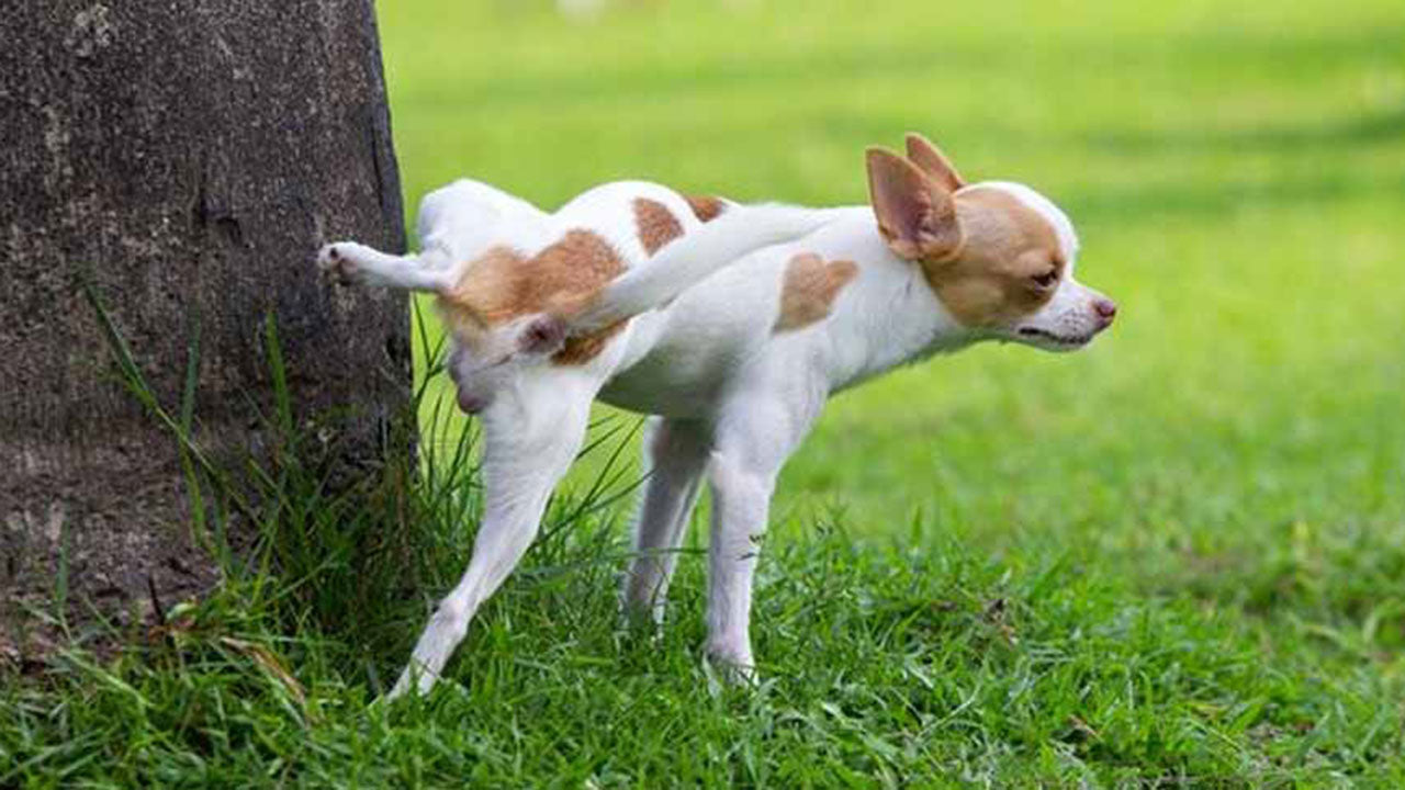 The real reason dogs cock their leg