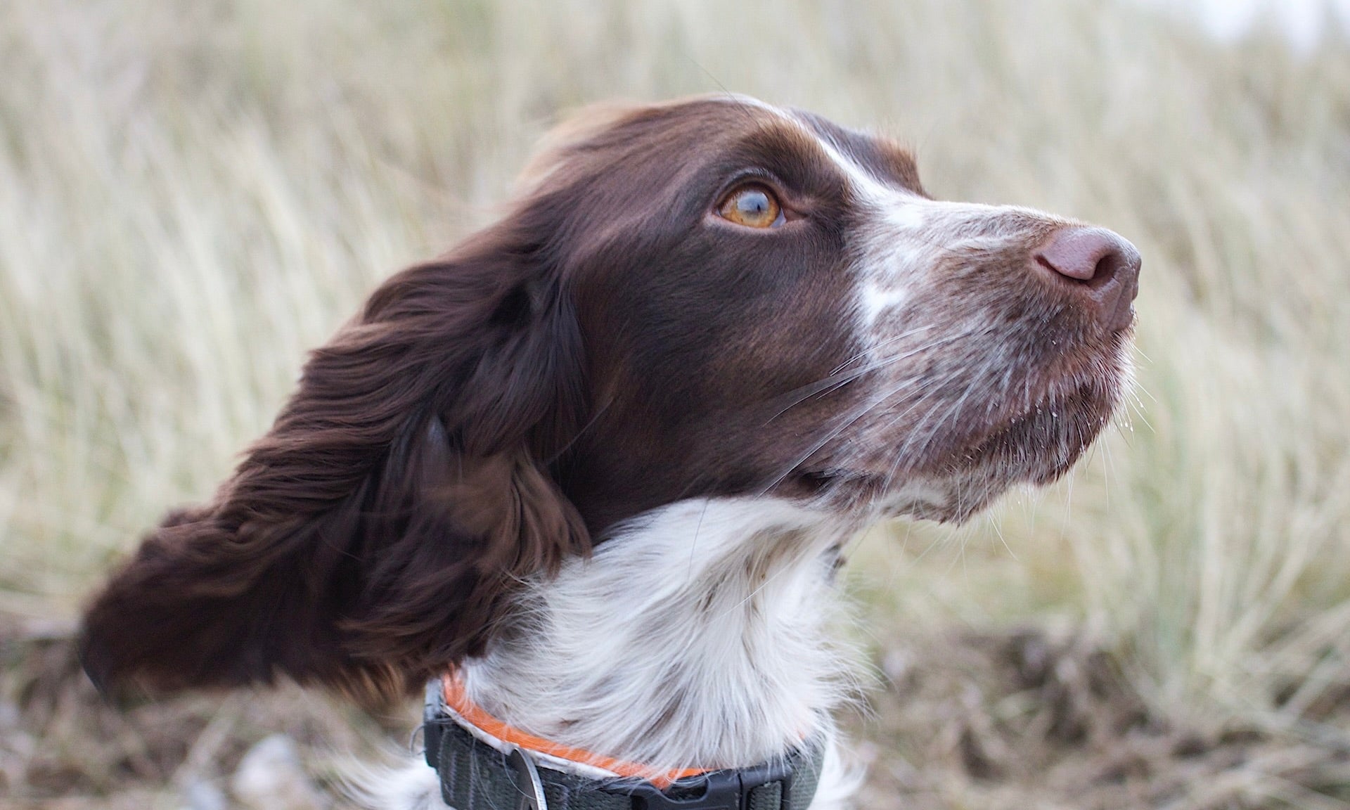 Why dog ears can smell like fruity bread