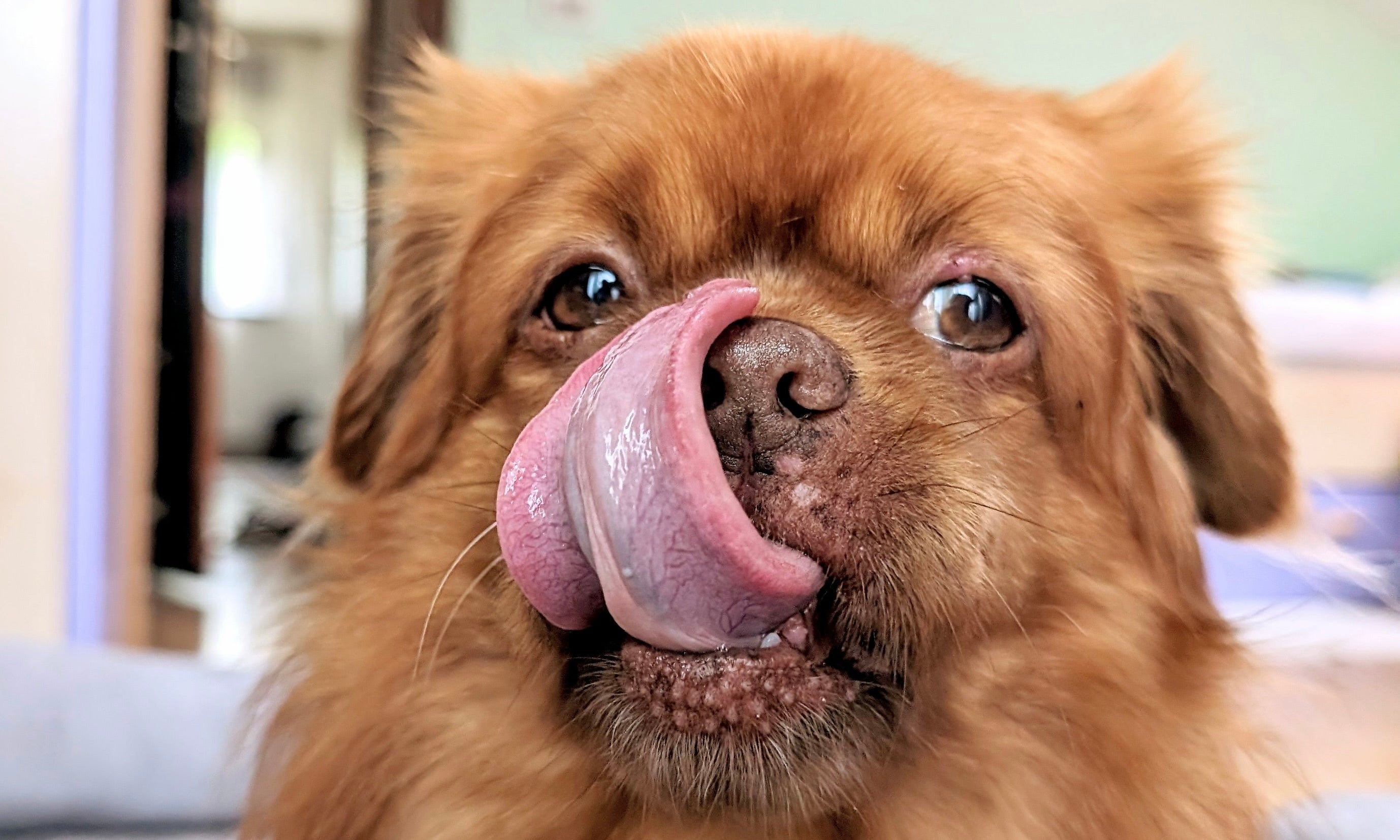 Lick happens! But why do they actually lick so much?