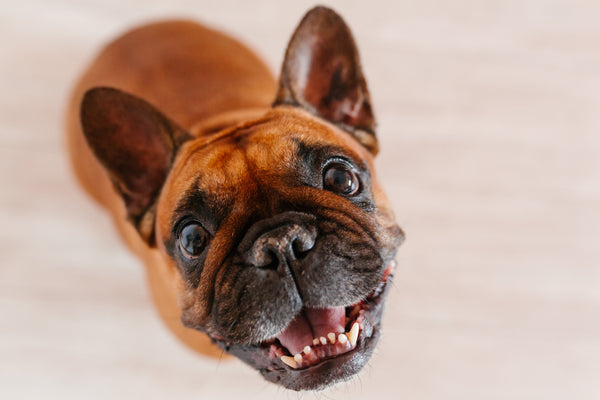 The serious truth on whether pets laugh!