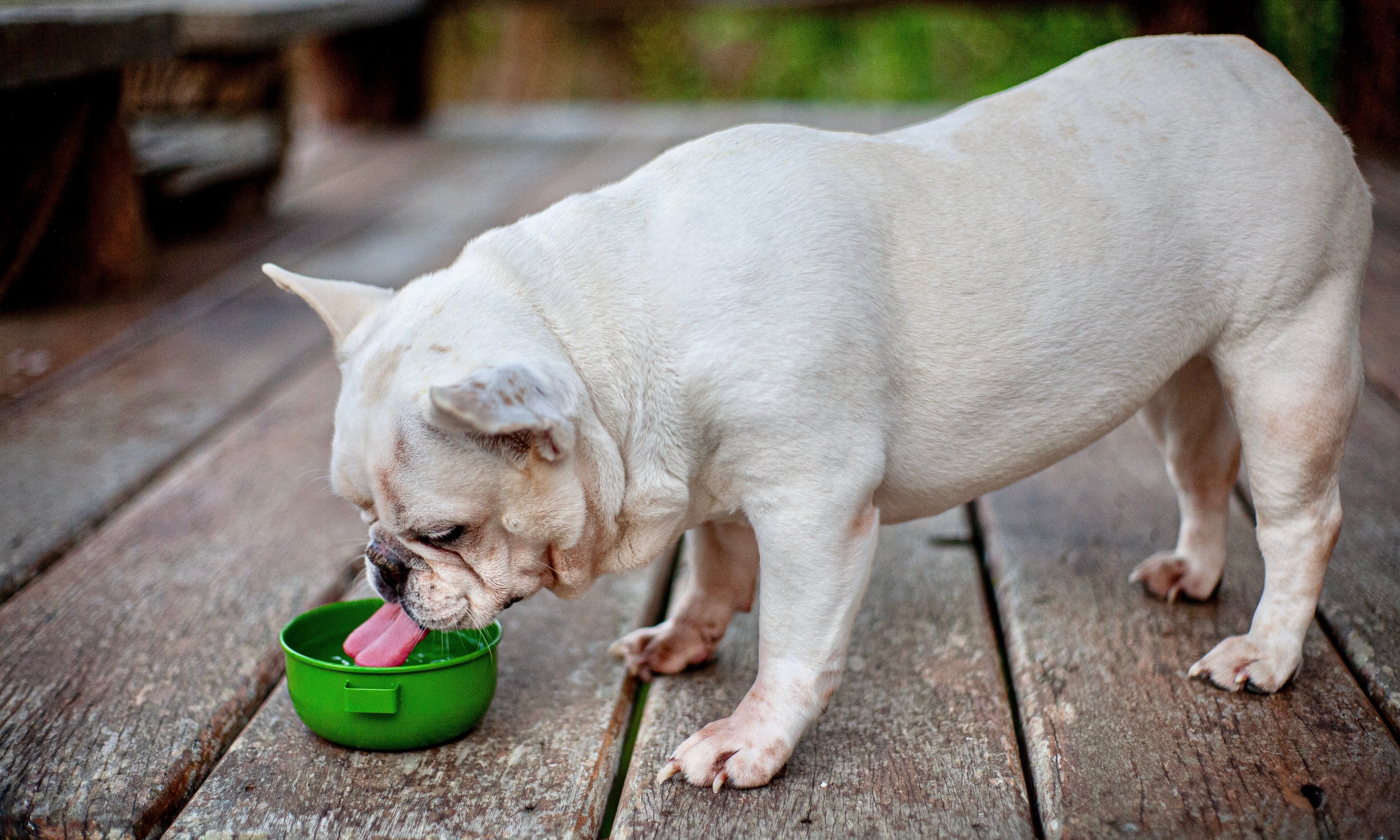 So can biofilm really make our pets sick?