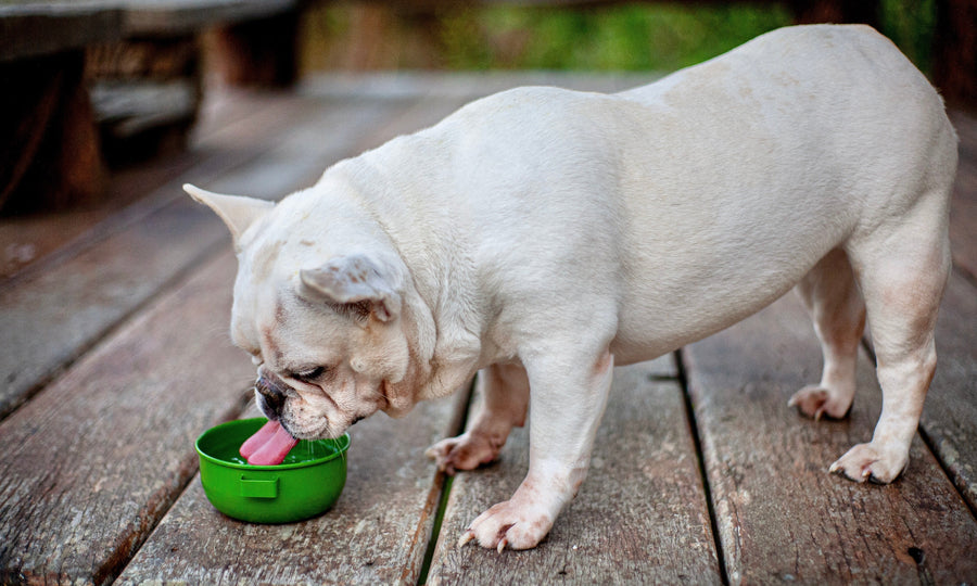 So can biofilm really make our pets sick?