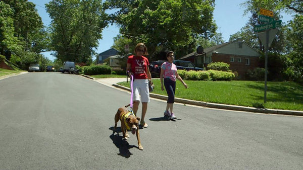 Brace yourself. Happy Hour is here to make shelter dog’s dreams come true.