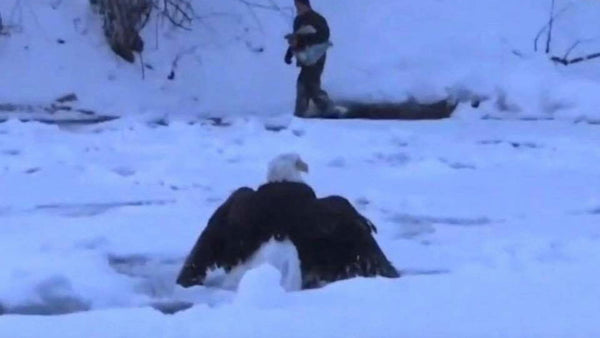 Polar vortex has this Bald Eagle frozen...literally!
