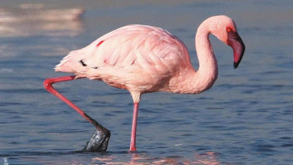 Stomach turning smoothie that saved these Flamingos lives