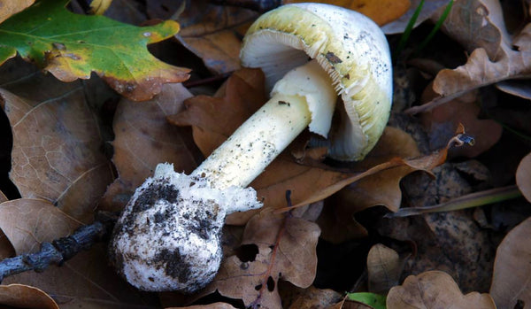 Look out for these tasty but toxic mushrooms