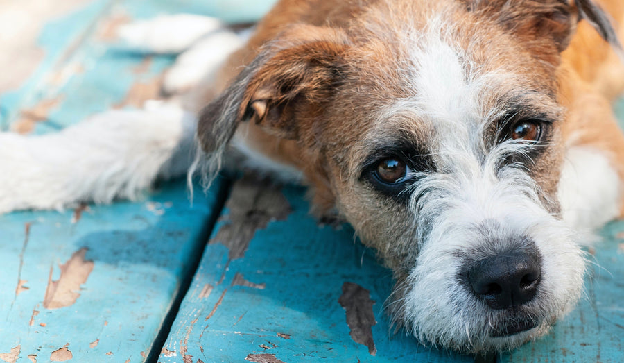 The weird ways pet dementia appears