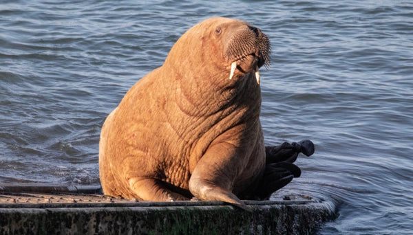 This walrus' journey is one for the (ice) ages