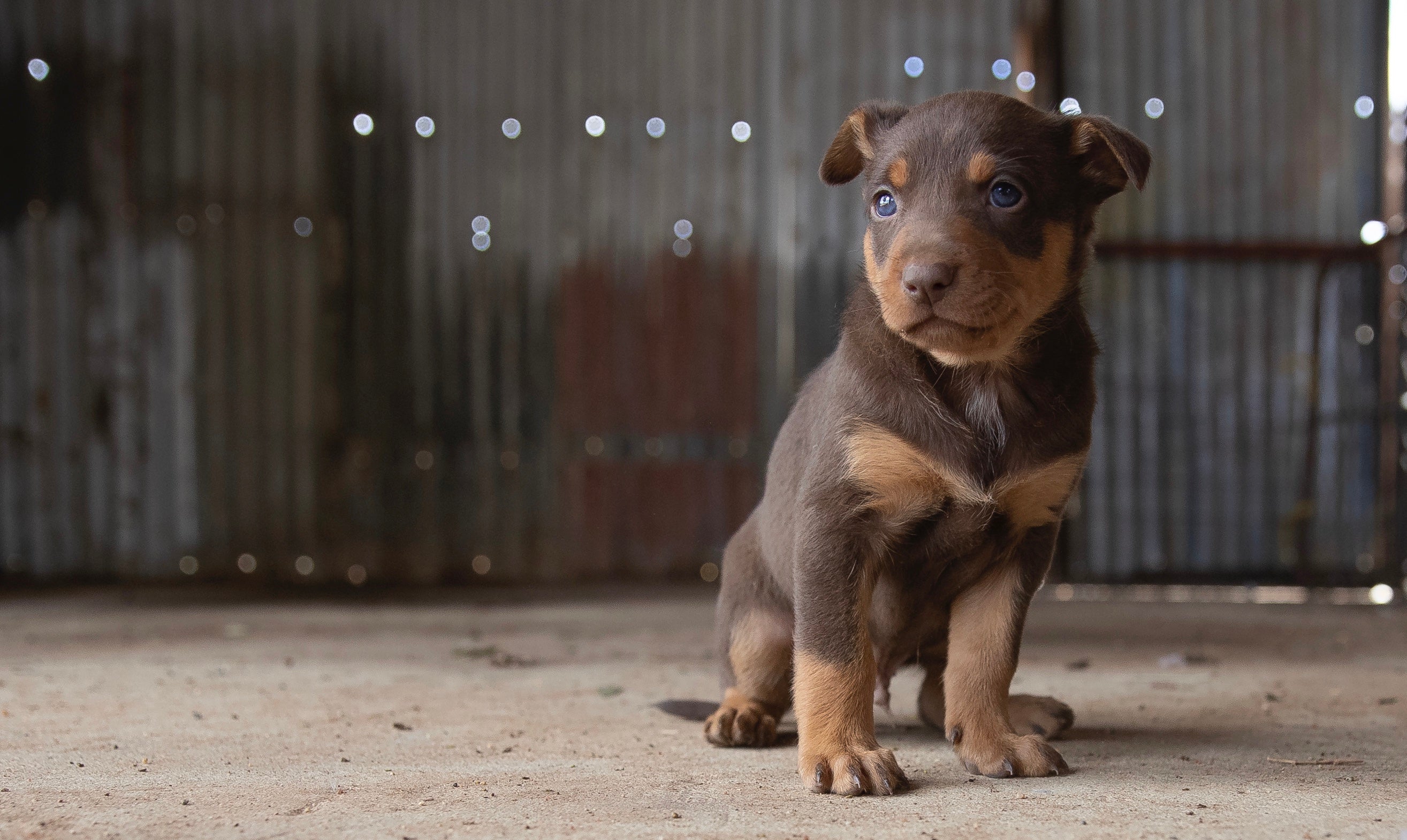 These dogs' dreams just came true