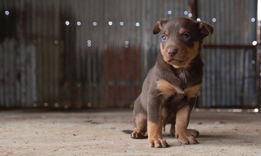 These dogs' dreams just came true
